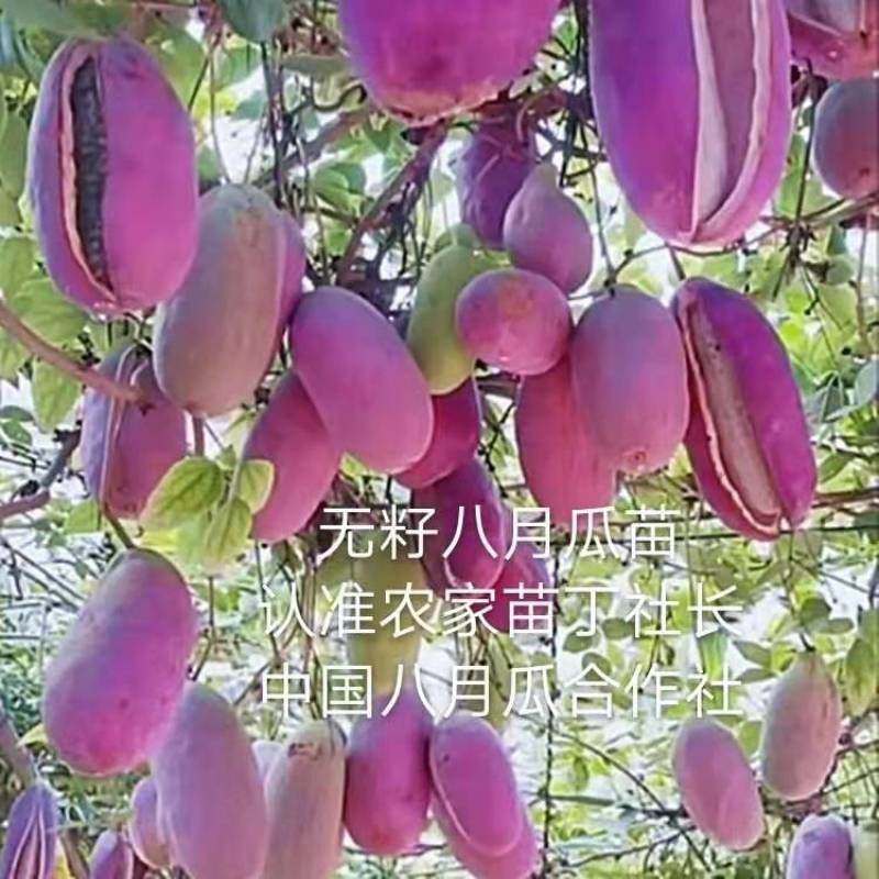无籽八月瓜苗合作社无籽八月瓜苗亩产5千斤我送苗你种植