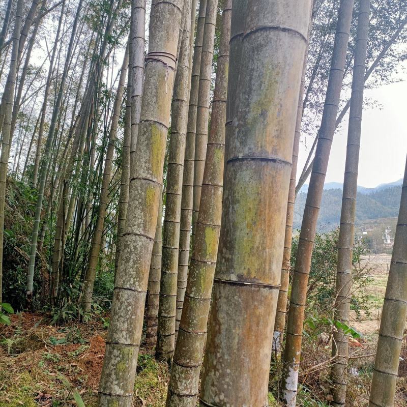 毛竹，楠竹，大毛竹，中国竹海之乡，大量上货