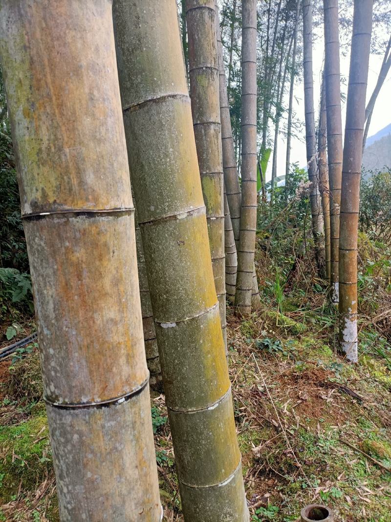 毛竹，楠竹，大毛竹，中国竹海之乡，大量上货