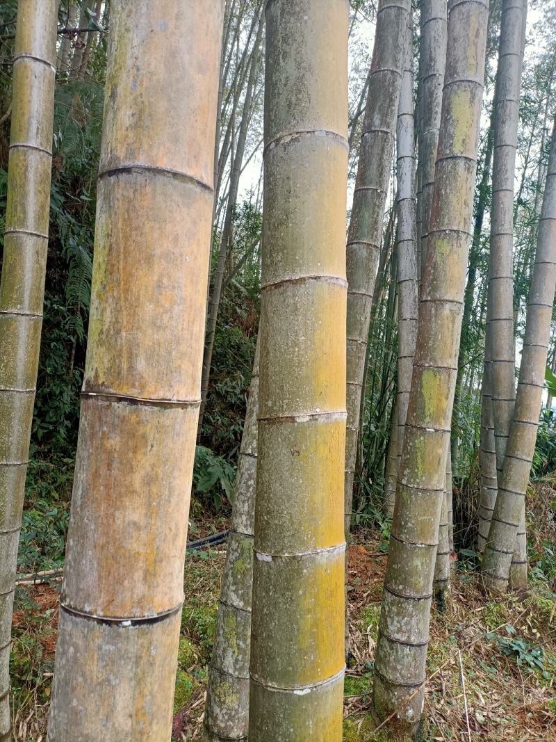 毛竹，楠竹，大毛竹，中国竹海之乡，大量上货