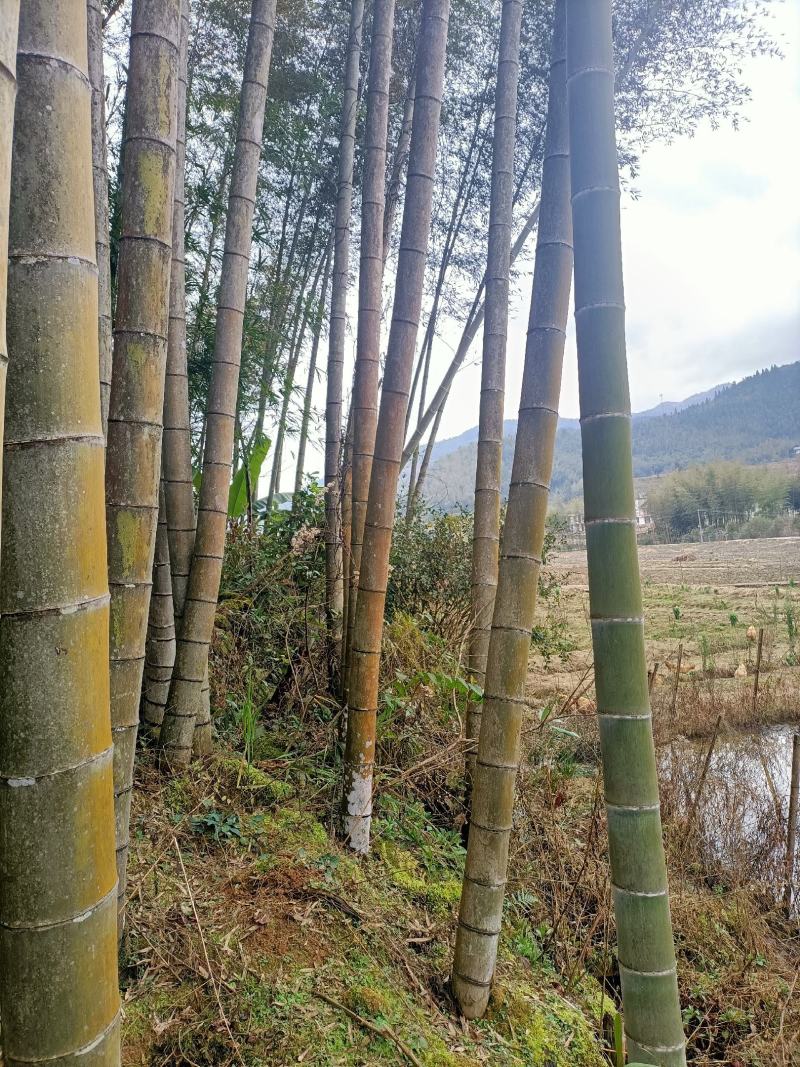 毛竹，楠竹，大毛竹，中国竹海之乡，大量上货