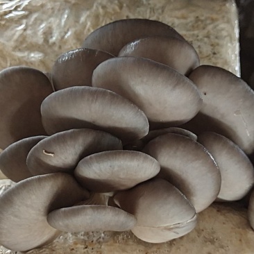 平菇菌棒黑平菇
