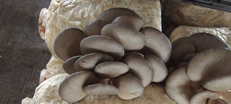 平菇菌棒黑平菇