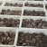 平菇菌棒黑平菇