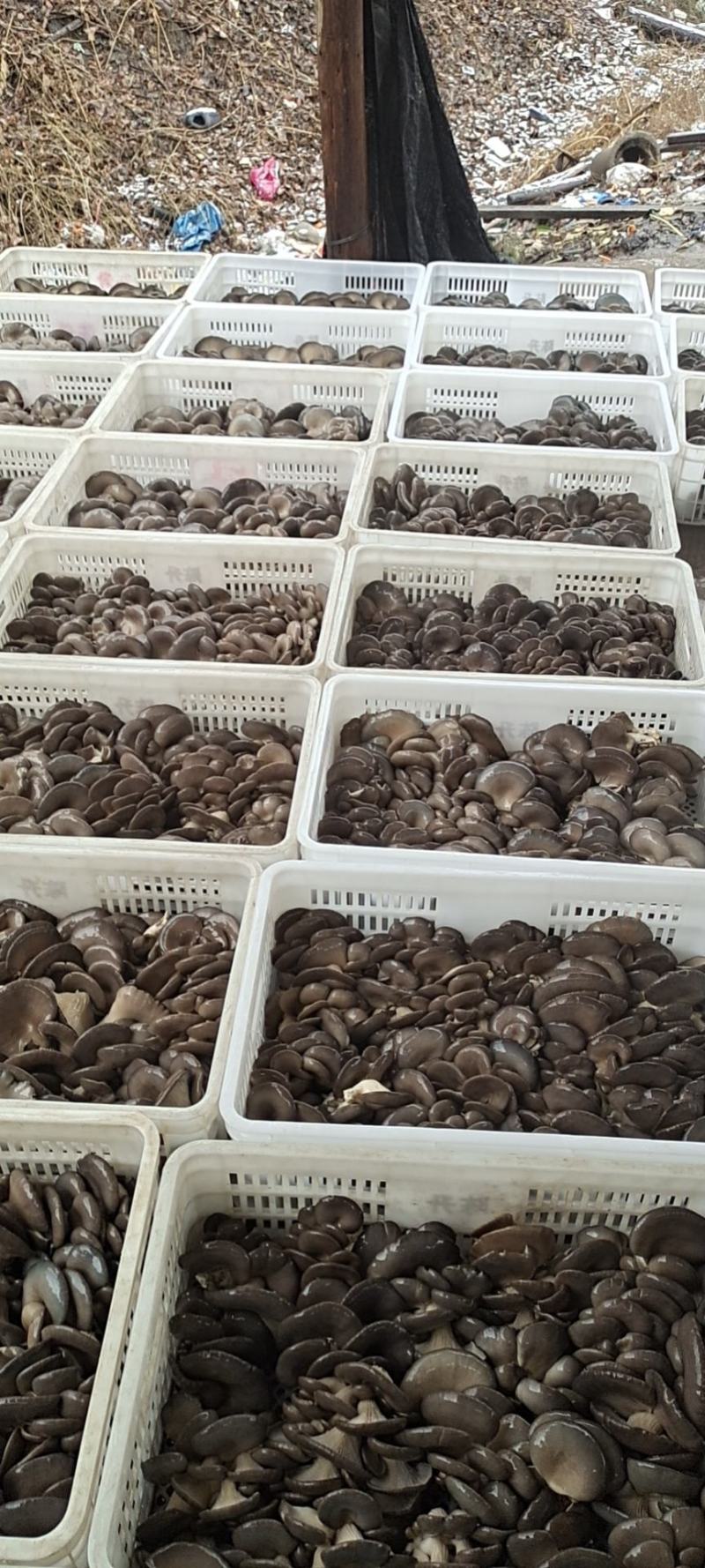 平菇菌棒黑平菇
