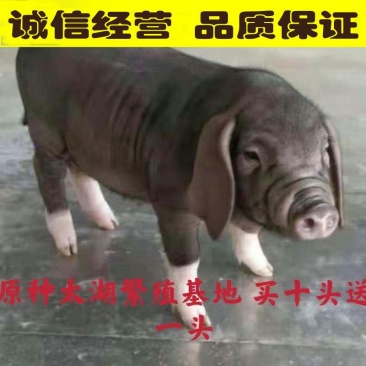 原种太湖母猪黑猪买10头送一头支持货到付款疫苗齐全