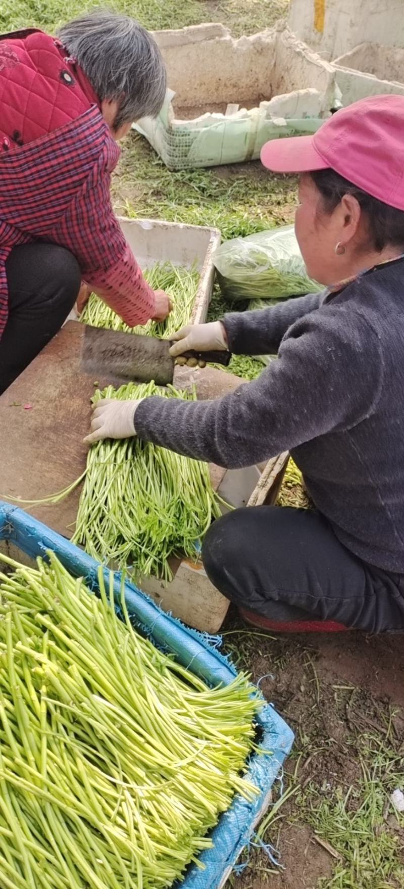精品芦蒿