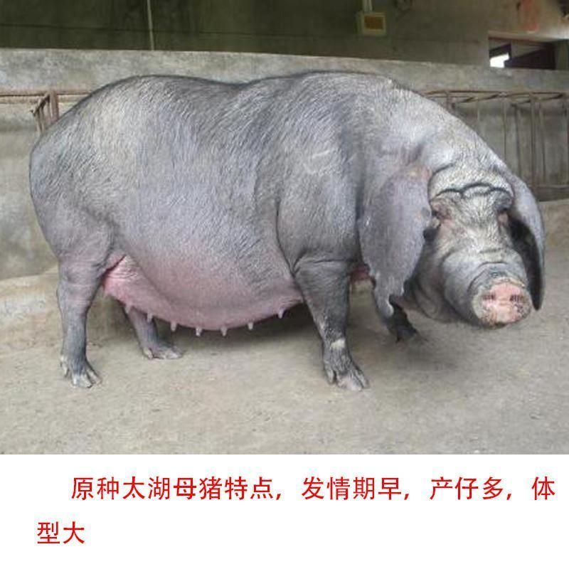 原种太湖母猪黑猪买10头送一头支持货到付款疫苗齐全