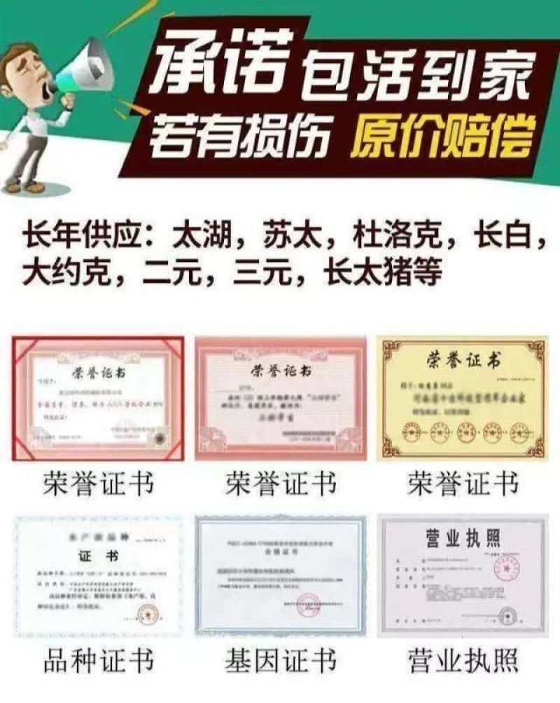 原种太湖母猪黑猪买10头送一头支持货到付款疫苗齐全