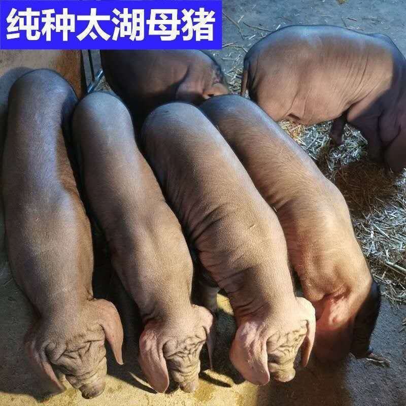 原种太湖母猪黑猪买10头送一头支持货到付款疫苗齐全