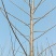 杨树107