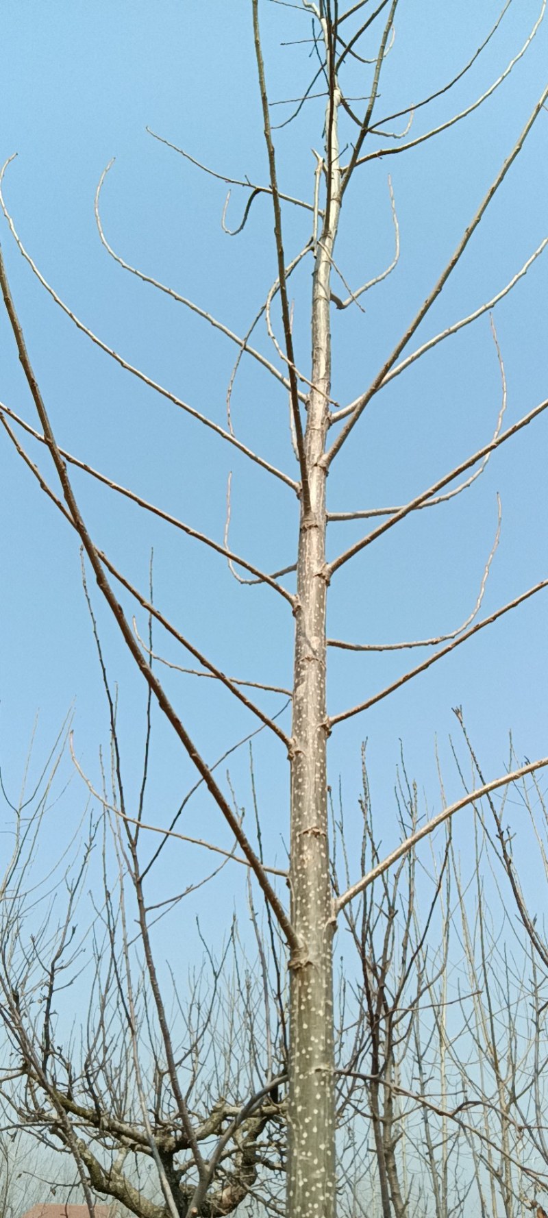 杨树107