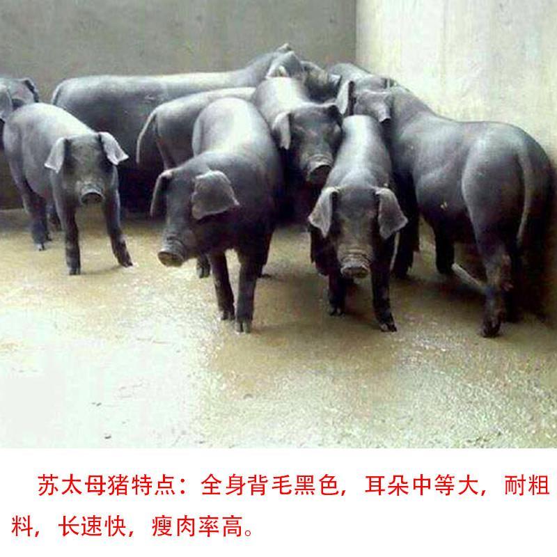 苏太母猪黑母猪买10头送一头支持货到付款疫苗齐全