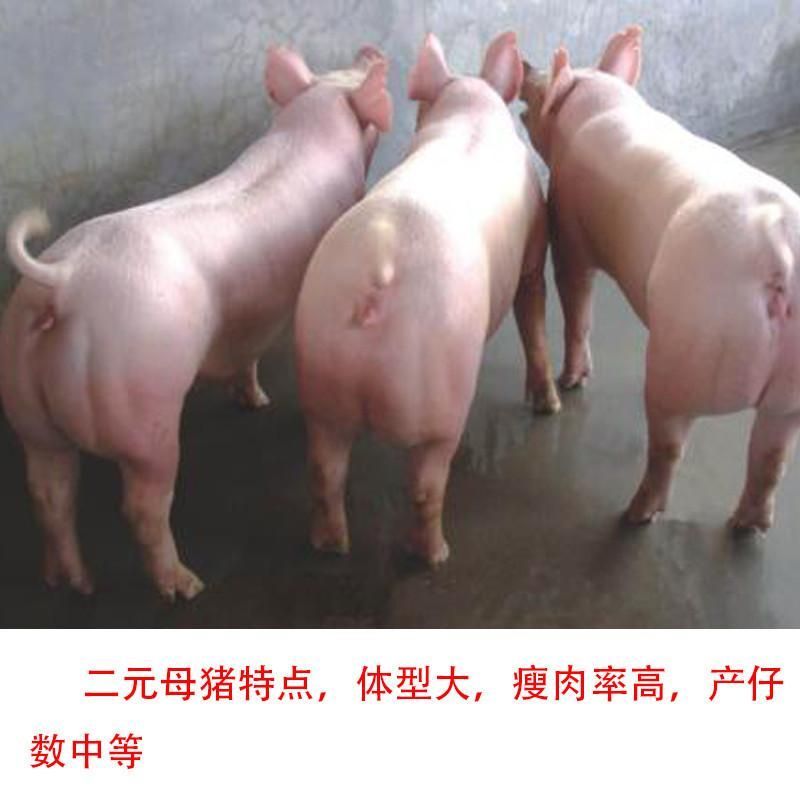 二元母猪白母猪买10头送一头支持货到发货全国包邮疫苗齐全