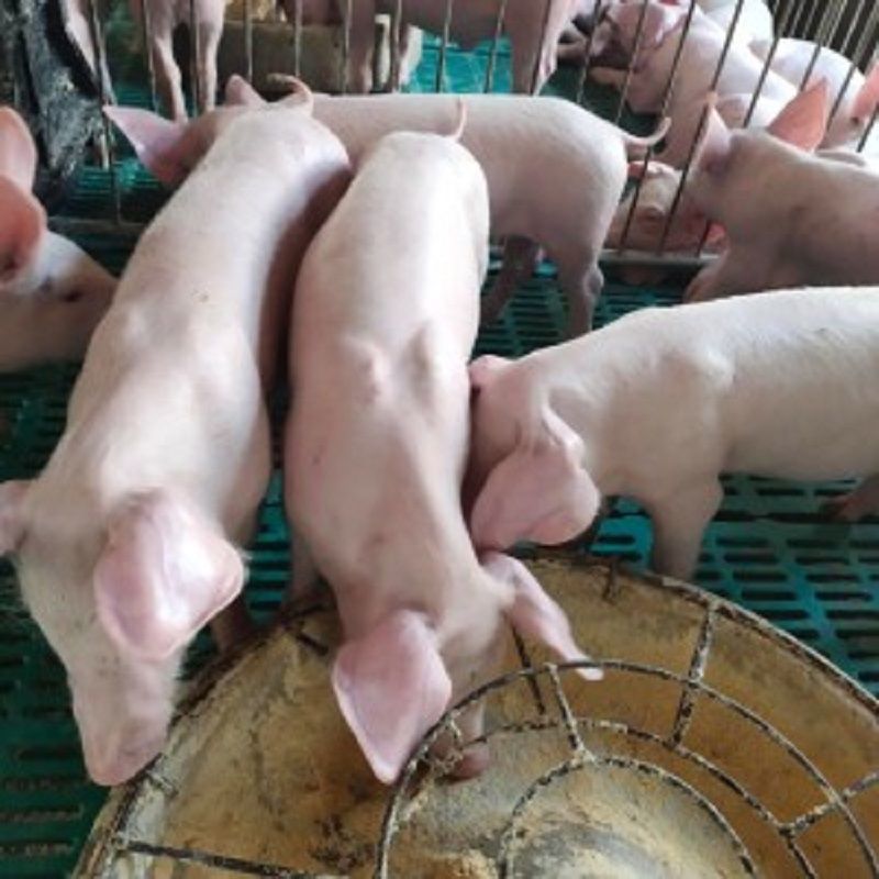 二元母猪白母猪买10头送一头支持货到发货全国包邮疫苗齐全