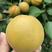 陕西金太阳坑棚从3月底开始大荔县上市，早成熟的杏