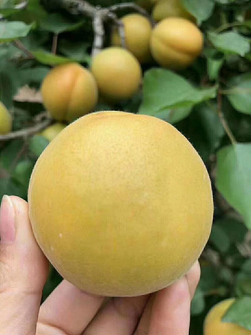 陕西金太阳坑棚从3月底开始大荔县上市，早成熟的杏