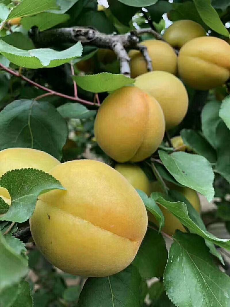 陕西金太阳坑棚从3月底开始大荔县上市，早成熟的杏