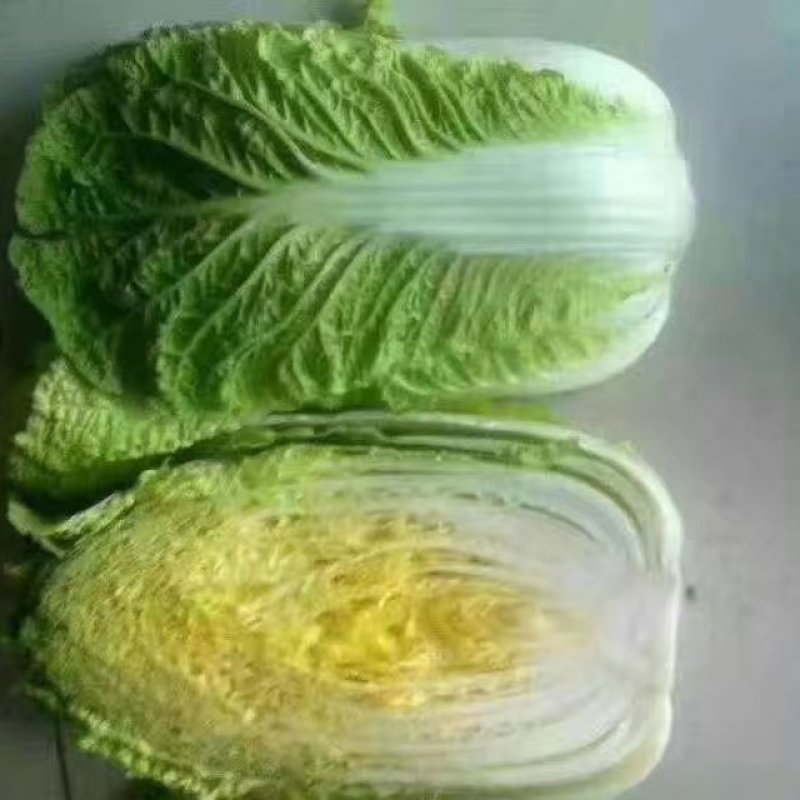 山东优质大白菜种植基地产地批发可视频看货
