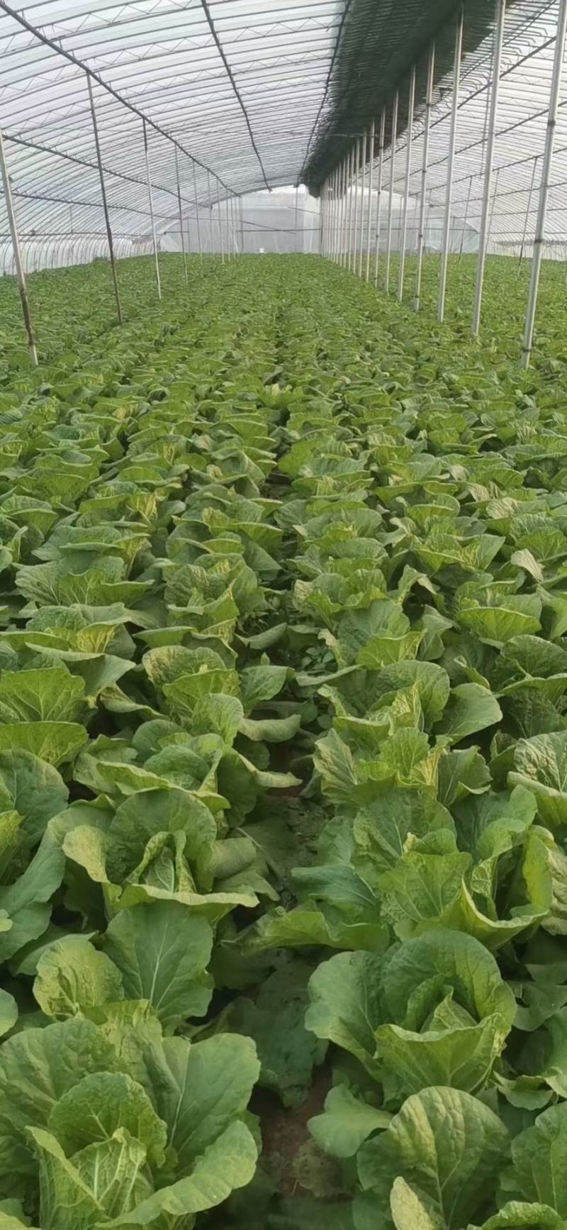 山东优质大白菜种植基地产地批发可视频看货