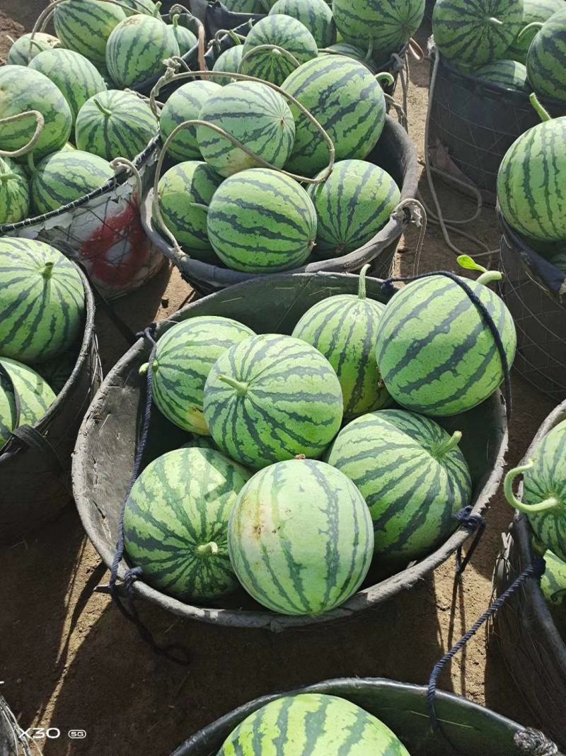 【江苏冰糖美都西瓜】大量上市啦需要的联系