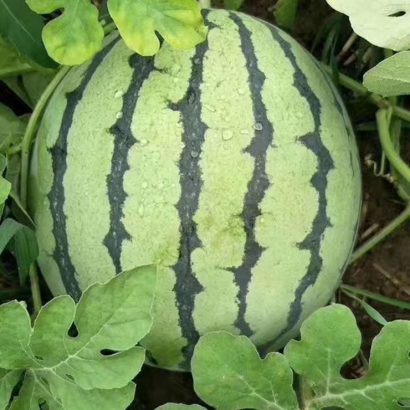 【江苏冰糖美都西瓜】大量上市啦需要的联系