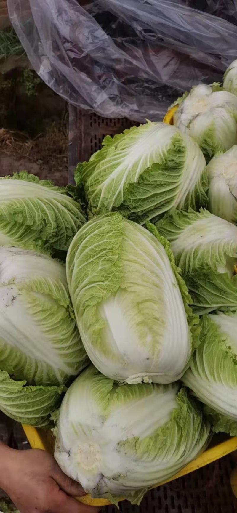 黄心大白菜大量上市，代发全国，产地直销，
