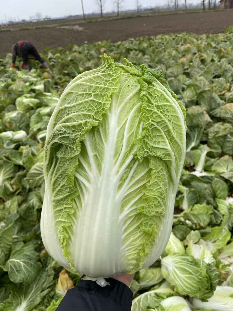黄心大白菜大量上市，代发全国，产地直销，