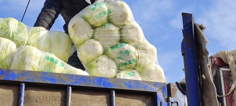 黄心大白菜大量上市，代发全国，产地直销，