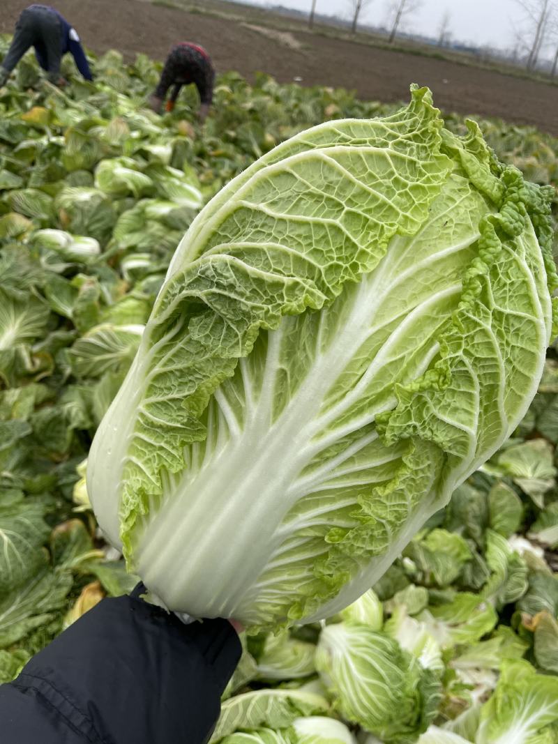 黄心大白菜大量上市，代发全国，产地直销，