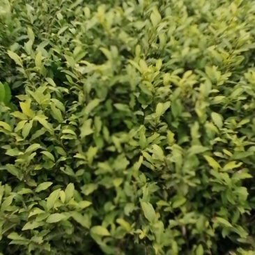 绿化茶苗