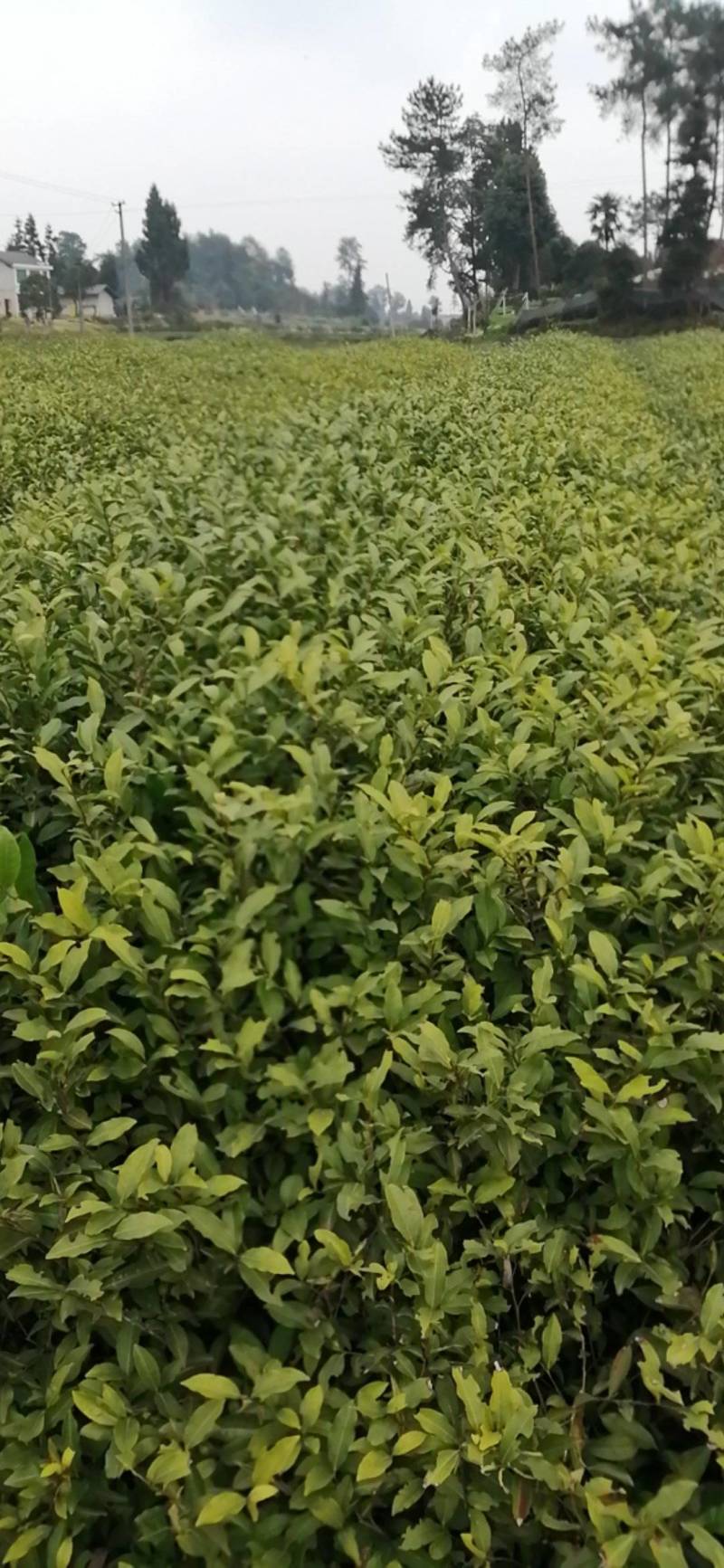 绿化茶苗