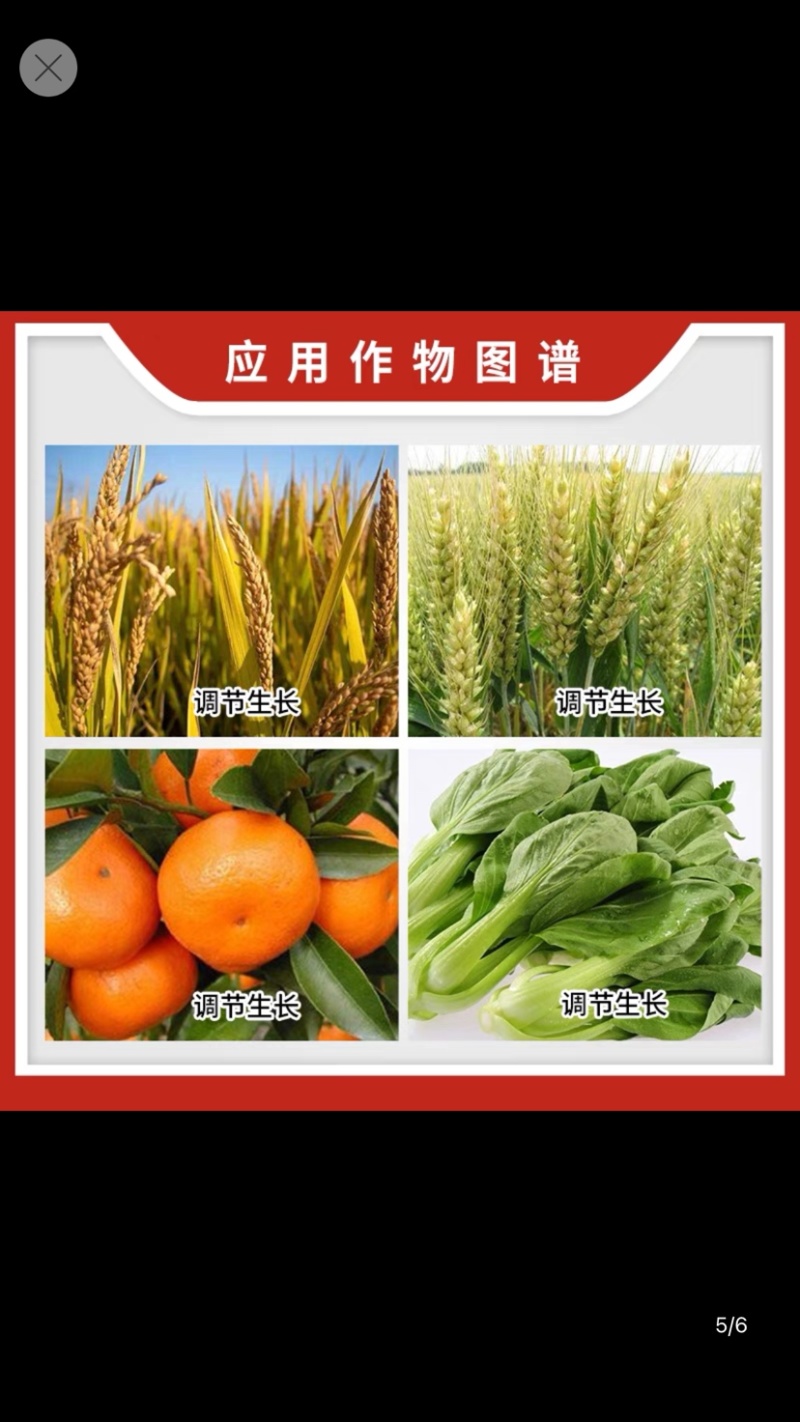 481硕丰14-羟基芸苔素甾醇解药害保花保果调节剂