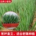 小香葱籽种子四季易种小葱种子阳台室内盆栽葱种子批发家庭菜