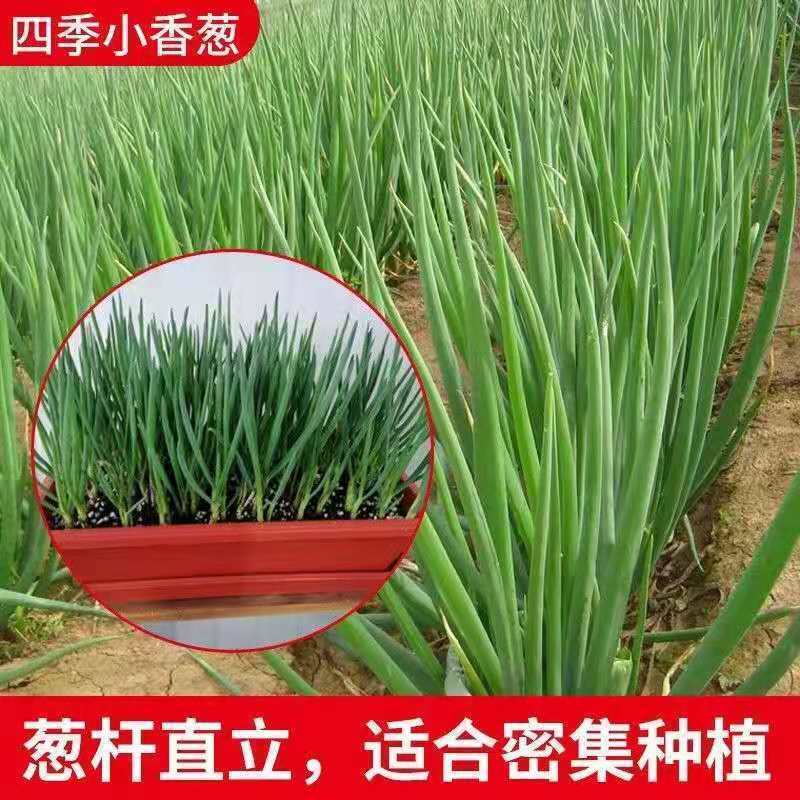 小香葱籽种子四季易种小葱种子阳台室内盆栽葱种子批发家庭菜