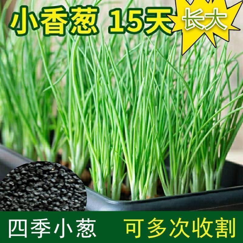 小香葱籽种子四季易种小葱种子阳台室内盆栽葱种子批发家庭菜
