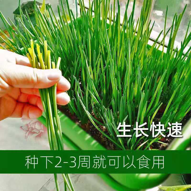 小香葱籽种子四季易种小葱种子阳台室内盆栽葱种子批发家庭菜