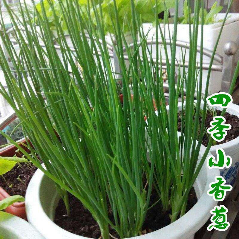 小香葱籽种子四季易种小葱种子阳台室内盆栽葱种子批发家庭菜