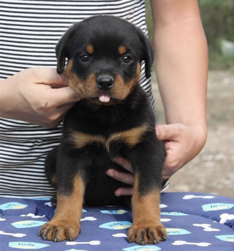 罗威纳犬纯种赛级罗威纳幼犬防暴犬护卫犬猎犬