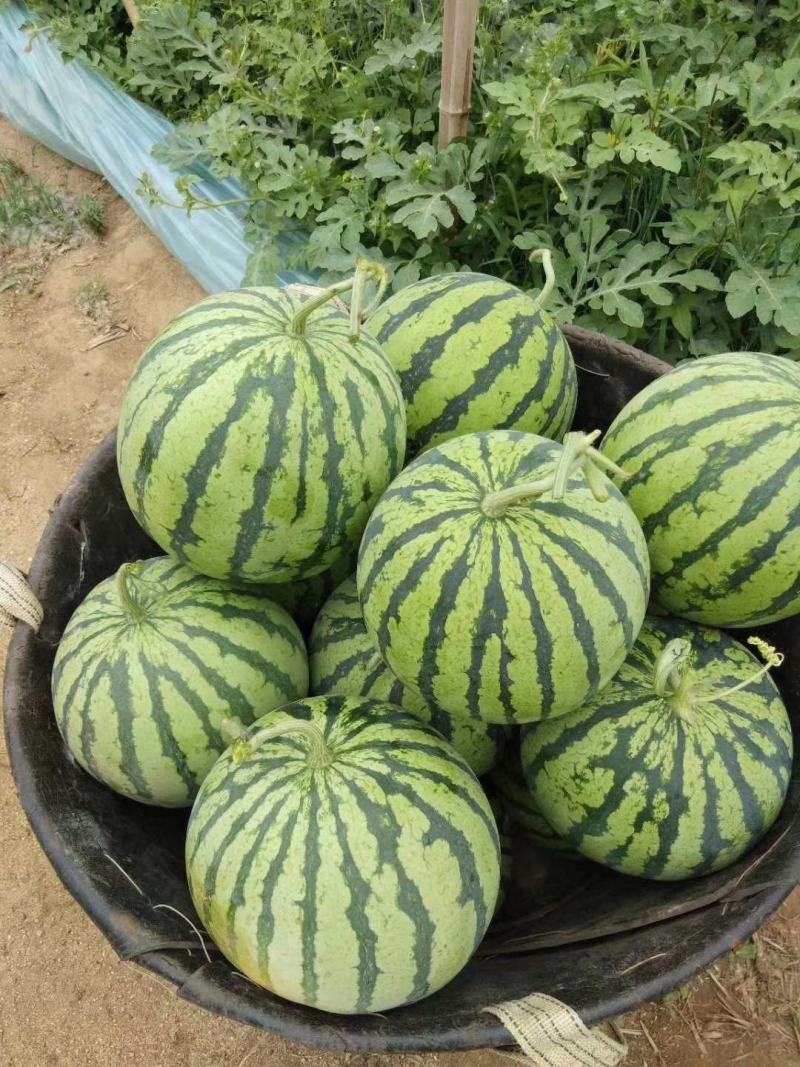 【高糖分8424大棚西瓜】冰糖8424质量三包