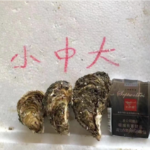 产地直销批发生蚝鲜活带壳牡蛎，全国发货一件