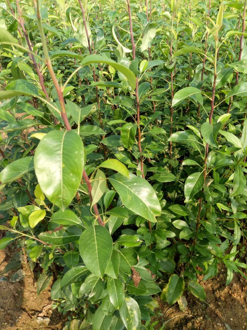 玉露香梨树苗玉露香梨树苗价格信息量大从优