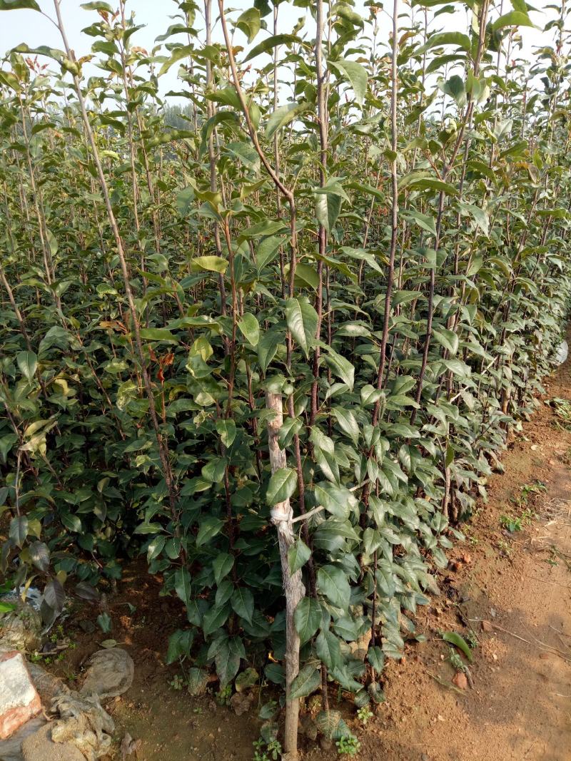 玉露香梨树苗玉露香梨树苗价格信息量大从优