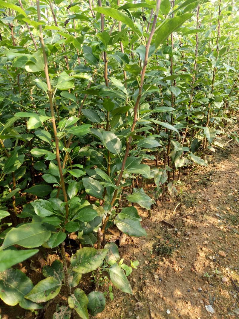 玉露香梨树苗玉露香梨树苗价格信息量大从优