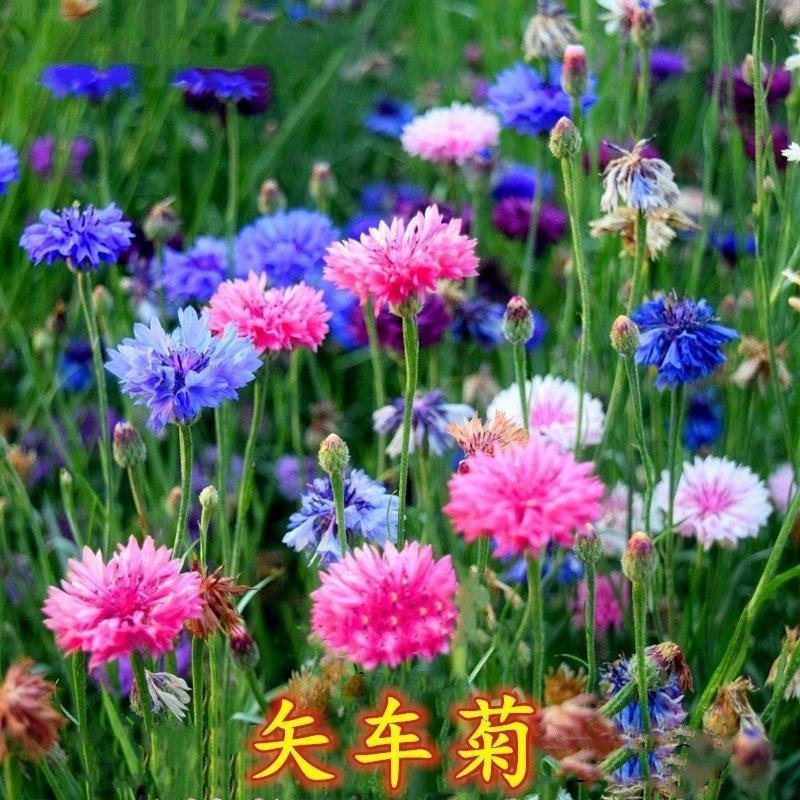 多年生宿根矢车菊种籽发芽快易活易种景区花海