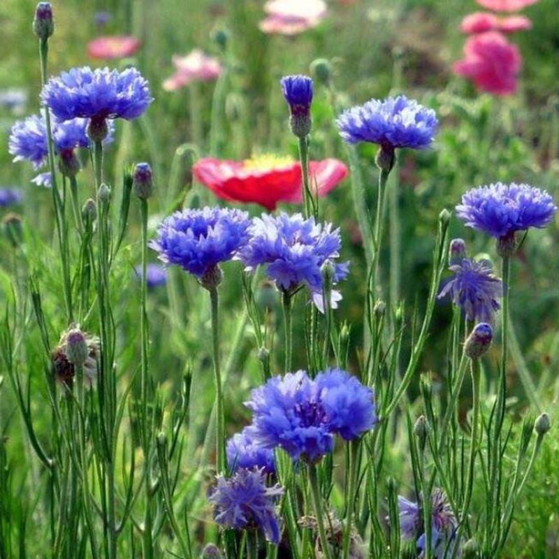 多年生宿根矢车菊种籽发芽快易活易种景区花海