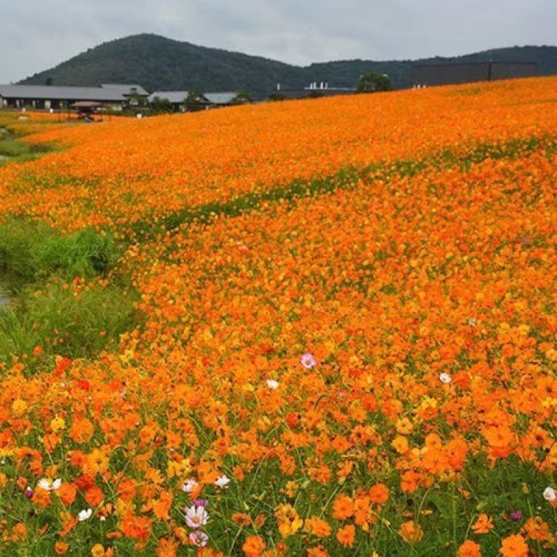 多年生宿根矢车菊种籽发芽快易活易种景区花海