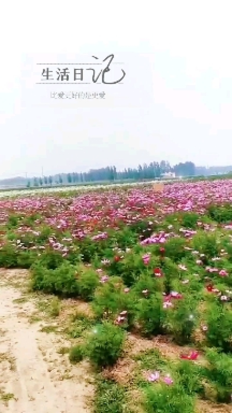 多年生宿根矢车菊种籽发芽快易活易种景区花海