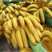 【包邮-10斤香蕉】热销10斤一箱云南高山大香蕉