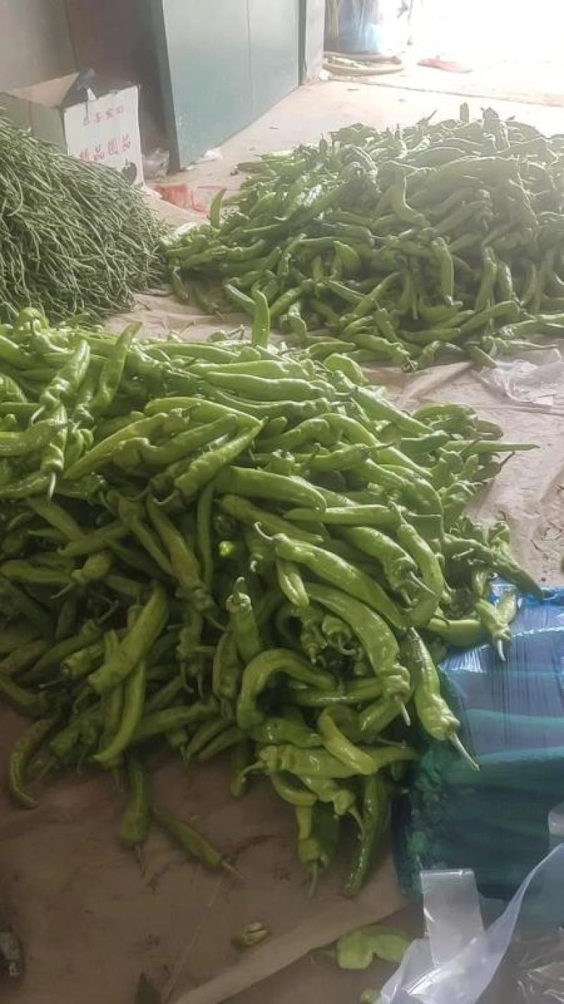山东聊城鲜辣椒尖椒产地直供量大从优欢迎咨询